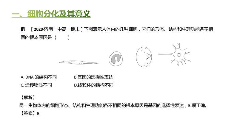 高中生物人教版(2019)必修1第六章6.2《细胞的分化》课件第7页