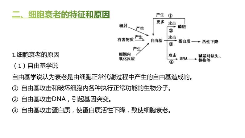 高中生物人教版（2019）必修1第六章6.3《细胞的衰老和死亡》课件+同步练习08