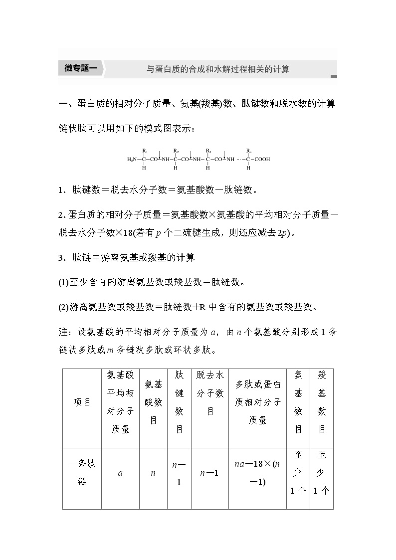 苏教版(2019）高中生物 必修1   第一章 第三节 微专题一　与蛋白质的合成和水解过程相关的计算（学案+跟踪练 word版含解析）