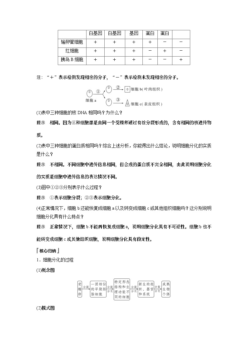 苏教版(2019）高中生物 必修1   第四章 第二节 第1课时　细胞分化和细胞全能性（学案+课时对点练 word版含解析）02