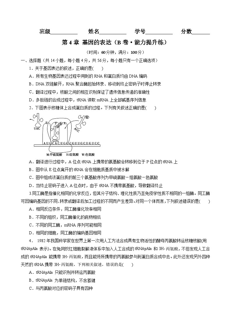 第4章 基因的表达(B卷·能力提升练)(学生版)第1页