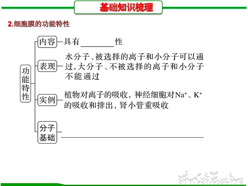 第4讲 细胞膜的结构和功能(课件精讲)-【一轮精讲】备战2024年高考生物一轮复习课件精讲和题型归纳第5页