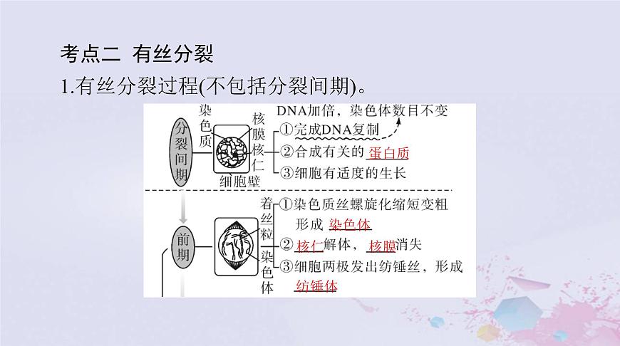 2024屆高考生物一輪總復(fù)習(xí)必修1第6章細(xì)胞的生命歷程第1節(jié)細(xì)胞的增殖課件第7頁