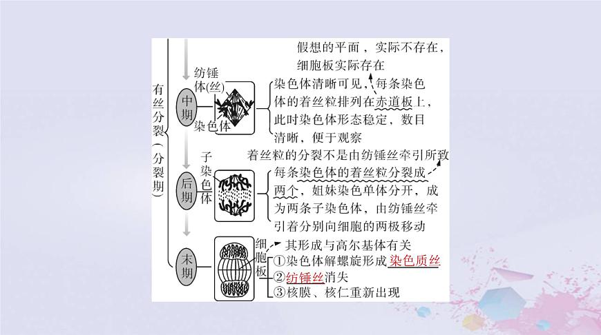 2024屆高考生物一輪總復(fù)習(xí)必修1第6章細(xì)胞的生命歷程第1節(jié)細(xì)胞的增殖課件第8頁