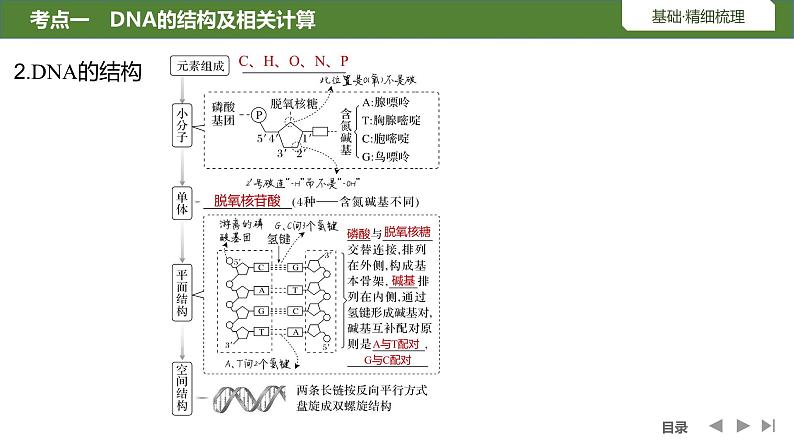 2024年高考生物大一轮必修2复习课件:第23讲 DNA的结构、复制及基因的本质第6页