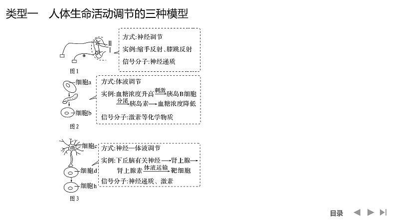 2024年高考生物大一轮选择性必修1复习课件:微专题8 动物生命活动调节模型及相关实验第2页
