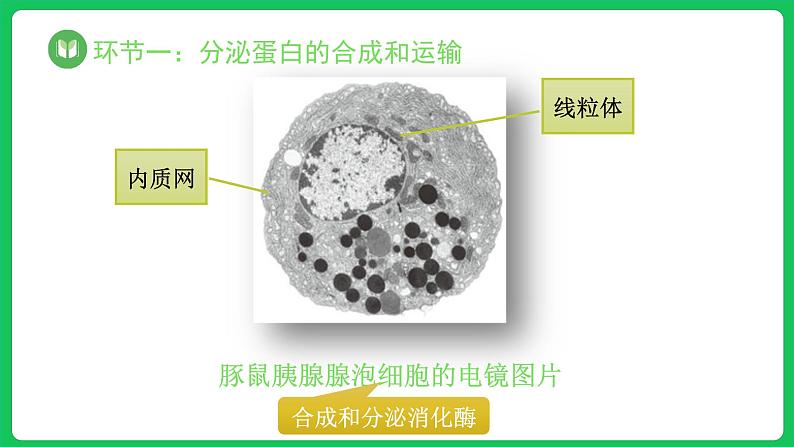 3.2.3 细胞器之间的分工合作 第3课时(课件)-2023-2024学年高一上学期生物人教版(2019)必修104