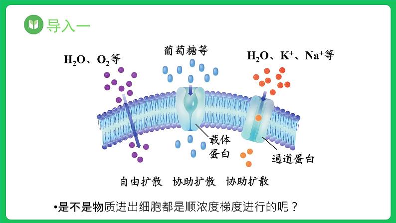 4.2 主动运输与胞吞、胞吐(课件)-2023-2024学年高一上学期生物人教版(2019)必修102
