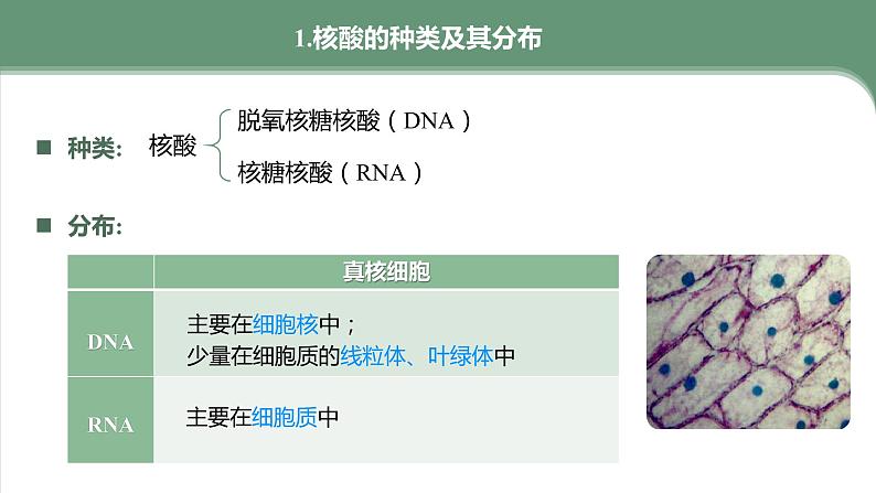 第2章 第5节 核酸是遗传信息的携带者 高中生物学人教版(2019)必修一课件PPT第5页