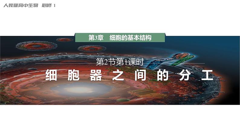 第3章 第2节 第1课时 细胞器之间的分工 高中生物学人教版(2019)必修一课件PPT01