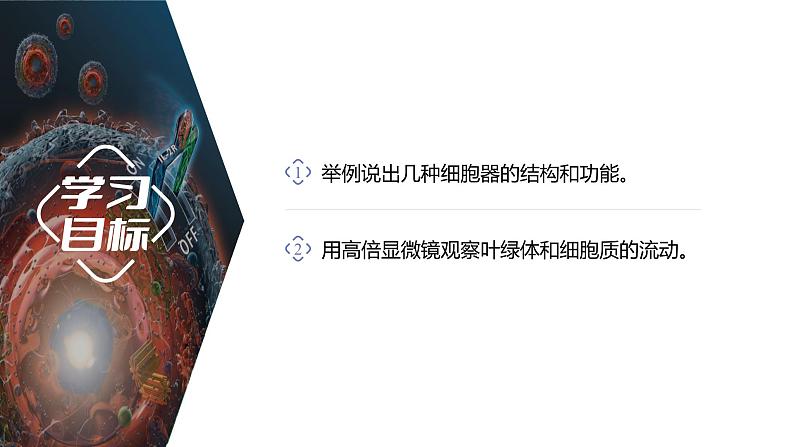 第3章 第2节 第1课时 细胞器之间的分工 高中生物学人教版(2019)必修一课件PPT02