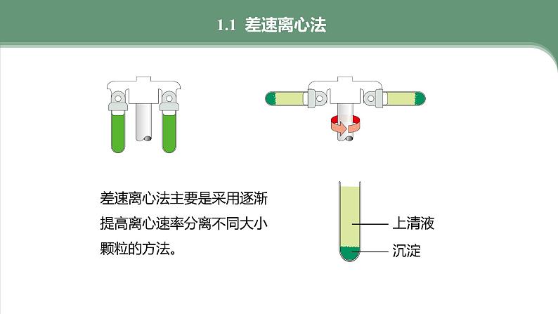 第3章 第2节 第1课时 细胞器之间的分工 高中生物学人教版(2019)必修一课件PPT05