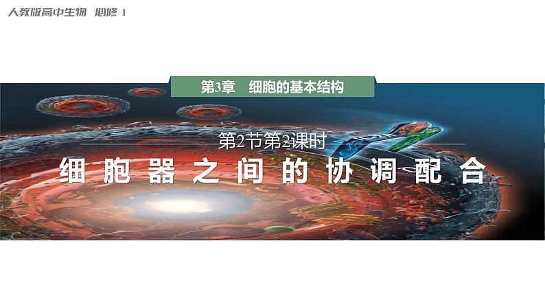 第3章 第2节 第2课时 细胞器之间的协调配合 高中生物学人教版(2019)必修一课件PPT第1页