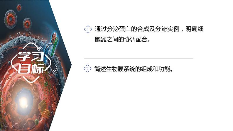 第3章 第2节 第2课时 细胞器之间的协调配合 高中生物学人教版(2019)必修一课件PPT第2页