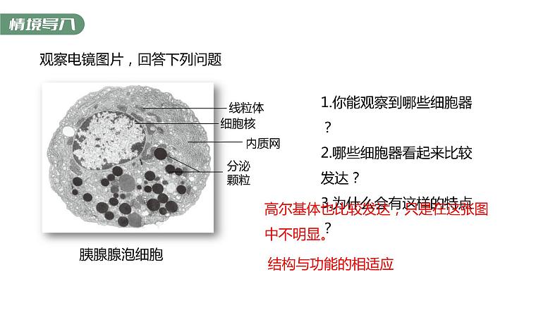 第3章 第2节 第2课时 细胞器之间的协调配合 高中生物学人教版(2019)必修一课件PPT第3页