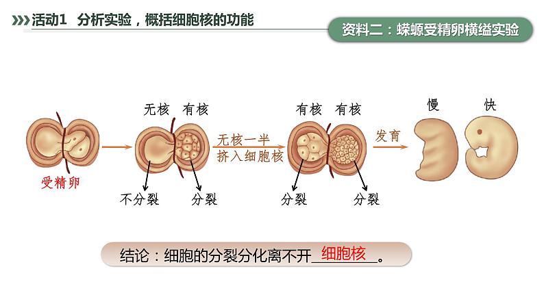 第3章 第3节 细胞核的结构和功能 高中生物学人教版(2019)必修一课件PPT第7页