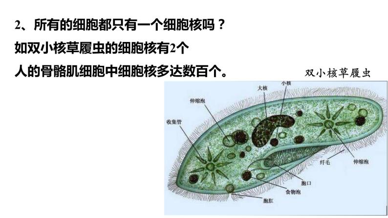 苏教版高中生物必修一2.2.3细胞核、细胞各部分结构分工合作课件PPT04