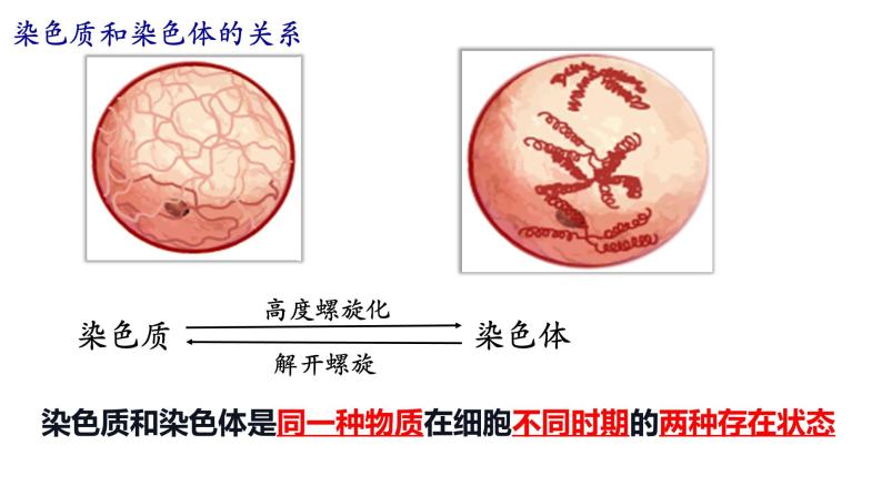 苏教版高中生物必修一2.2.3细胞核、细胞各部分结构分工合作课件PPT06