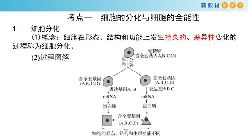 专题12 细胞的分化、癌变、衰老和凋亡-备战2023年高考生物一轮复习全考点精选课件（浙江新教材、新高考专用）02