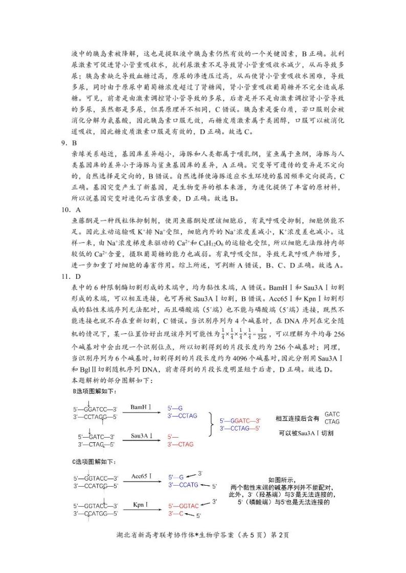 2024孝感重点高中教科研协作体高三上学期开学考试生物试题含答案02