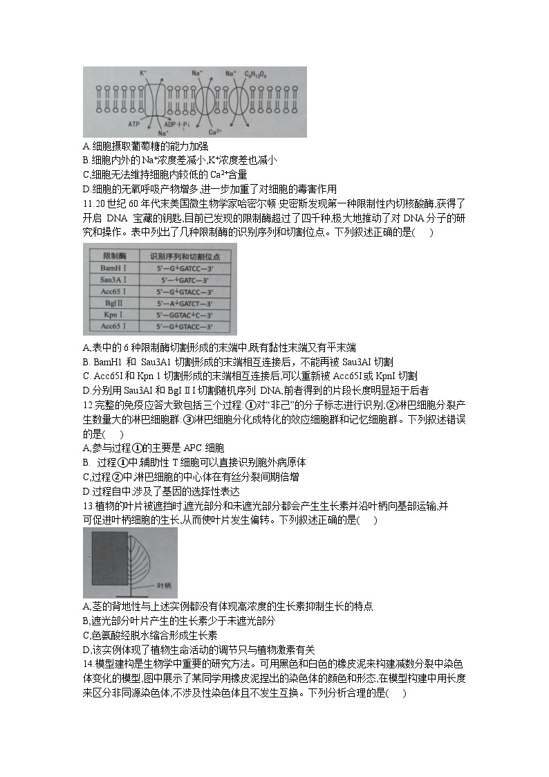 2024孝感重点高中教科研协作体高三上学期开学考试生物试题含答案03