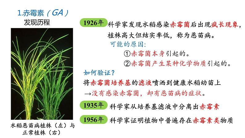 5.2其他植物激素 课件高中生物选择性必修一第4页