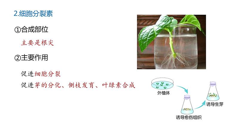 5.2其他植物激素 课件高中生物选择性必修一第6页