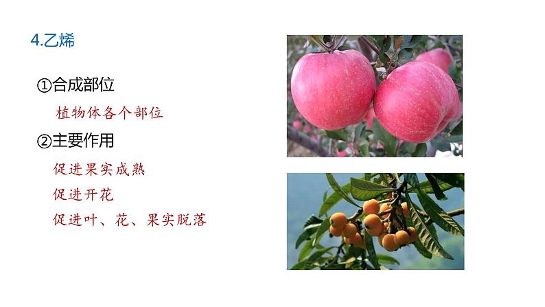 5.2其他植物激素 课件高中生物选择性必修一第8页