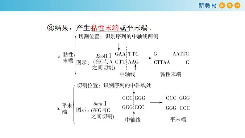 专题33 基因工程和生物技术的安全与伦理-备战2023年高考生物一轮复习全考点精选课件(浙江新教材、新高考专用)第7页