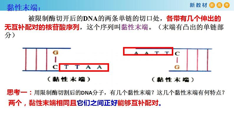 专题33 基因工程和生物技术的安全与伦理-备战2023年高考生物一轮复习全考点精选课件(浙江新教材、新高考专用)第8页