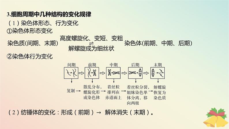 江苏专版2023_2024学年新教材高中生物第四章细胞增殖分化衰老和死亡微专题四与有丝分裂过程相关的图像和曲线分析课件苏教版必修105