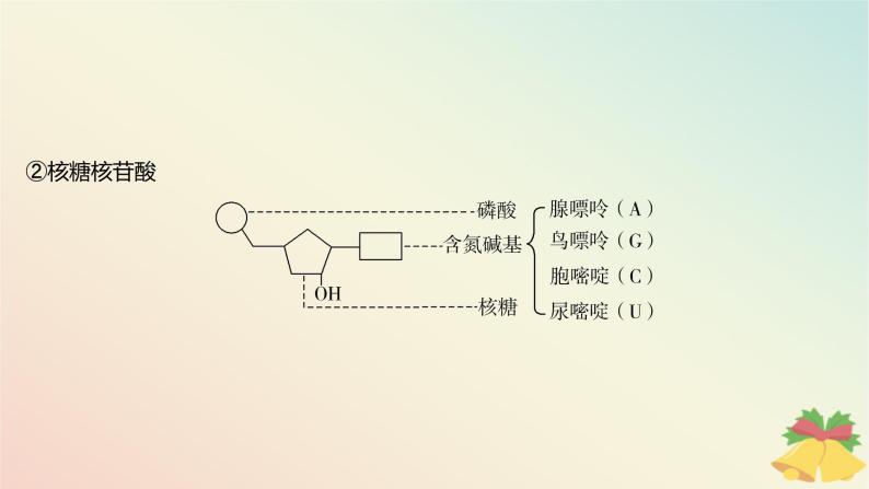 江苏专版2023_2024学年新教材高中生物第一章细胞的分子组成第三节细胞中的蛋白质和核酸第二课时核酸储存与传递遗传信息课件苏教版必修107