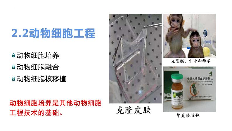 2.2.1动物细胞培养 课件人教版高中生物选修三ppt第2页