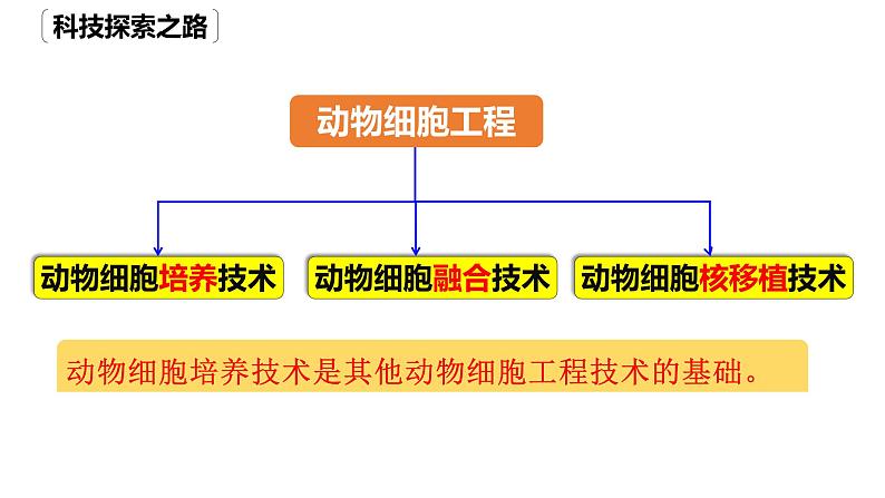 2.2.1动物细胞培养 课件人教版高中生物选修三ppt第3页