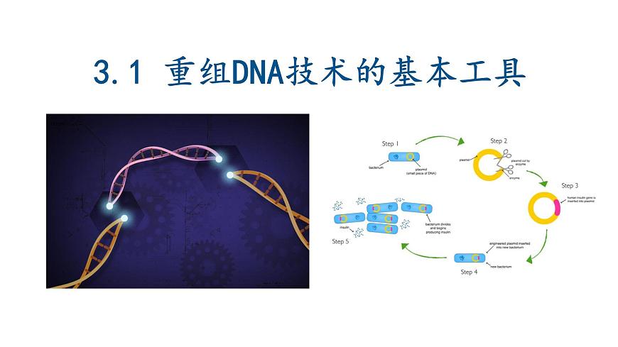 3.1重組DNA技術(shù)的基本工具  課件人教版高中生物選修三ppt第1頁