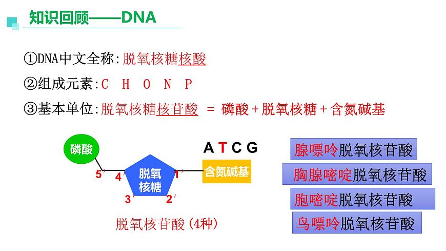 3.1重組DNA技術(shù)的基本工具  課件人教版高中生物選修三ppt第3頁