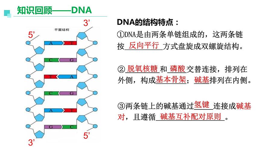 3.1重組DNA技術(shù)的基本工具  課件人教版高中生物選修三ppt第6頁
