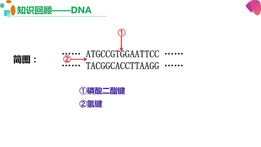 3.1重組DNA技術(shù)的基本工具  課件人教版高中生物選修三ppt第7頁