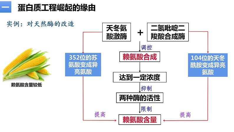 3.4蛋白质工程的原理和应用 课件人教版高中生物选修三ppt第7页