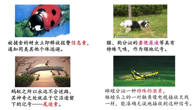 3.4生态系统的信息传递 课件人教版高中生物选修二ppt第7页