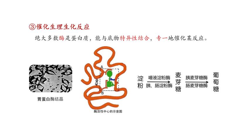 2.4 蛋白质是生命活动的主要承担者 课件高中人教版生物必修一08