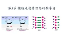 高中生物人教版 (2019)必修1《分子与细胞》第5节 核酸是遗传信息的携带者课文内容课件ppt