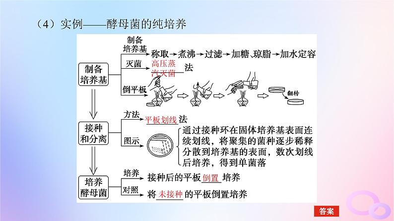 2024版新教材高考生物全程一轮总复习第十二单元生物技术与工程课堂互动探究案2微生物的培养技术及应用课件第8页