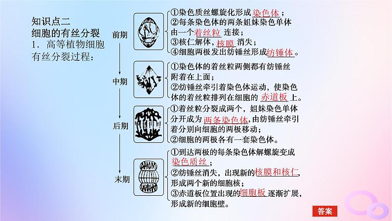 2024版新教材高考生物全程一轮总复习第四单元细胞的生命历程课堂互动探究案1细胞周期和细胞的有丝分裂课件第7页