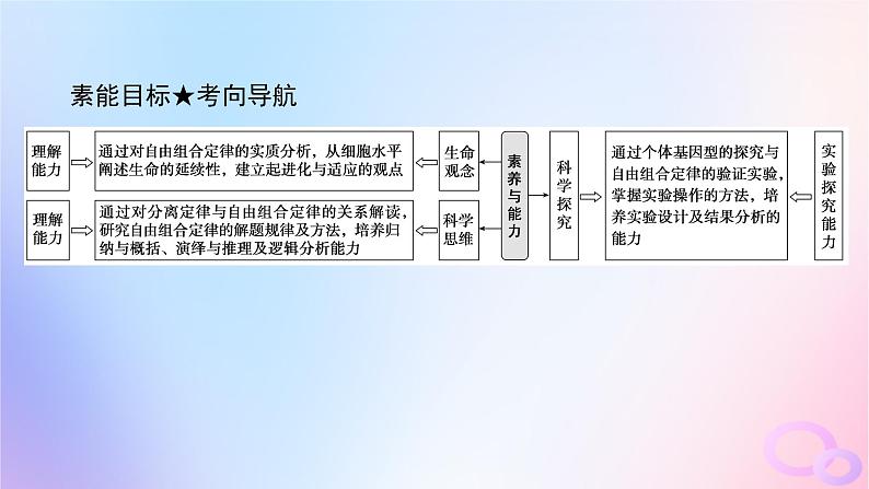 2024版新教材高考生物全程一轮总复习第五单元遗传的基本规律课堂互动探究案2孟德尔的豌豆杂交实验二课件04