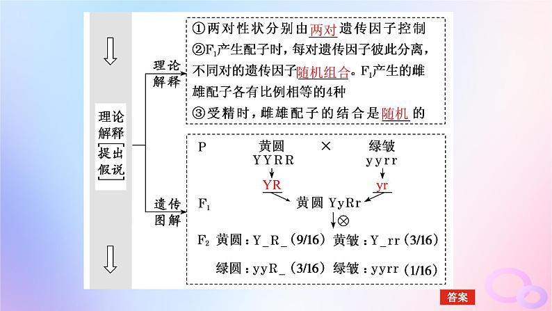 2024版新教材高考生物全程一轮总复习第五单元遗传的基本规律课堂互动探究案2孟德尔的豌豆杂交实验二课件06