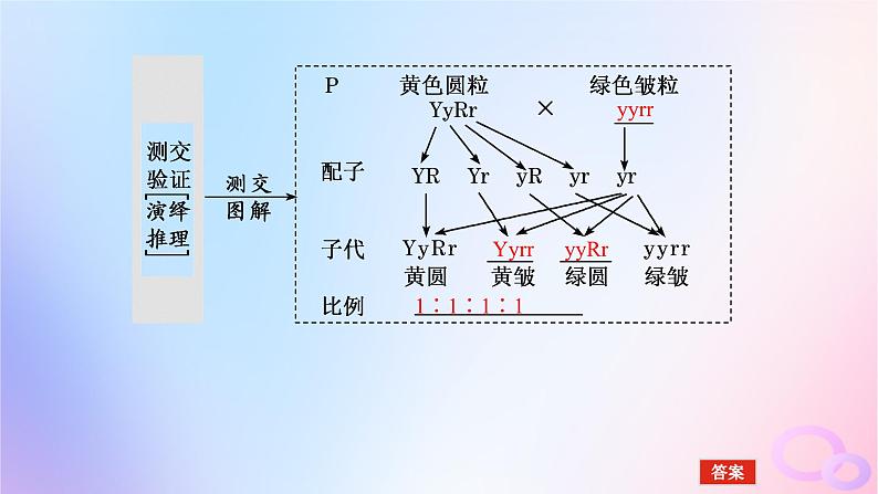 2024版新教材高考生物全程一轮总复习第五单元遗传的基本规律课堂互动探究案2孟德尔的豌豆杂交实验二课件07