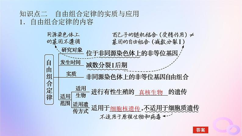 2024版新教材高考生物全程一轮总复习第五单元遗传的基本规律课堂互动探究案2孟德尔的豌豆杂交实验二课件08