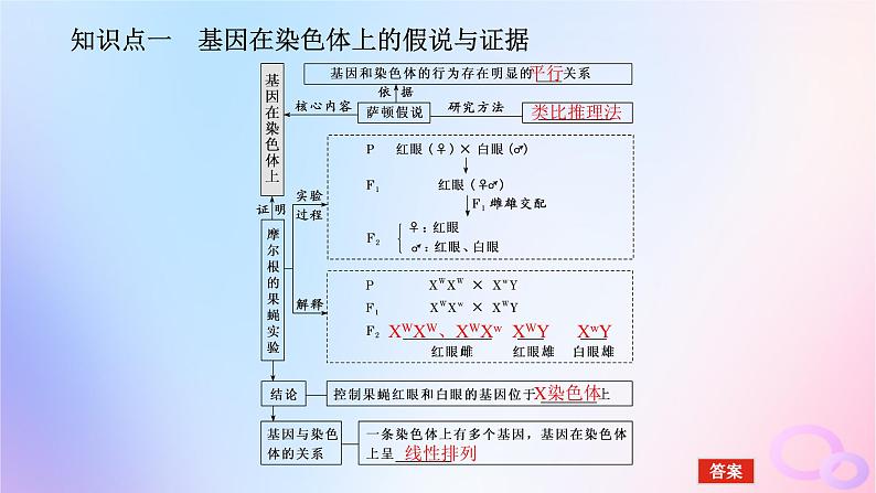 2024版新教材高考生物全程一轮总复习第五单元遗传的基本规律课堂互动探究案3基因在染色体上伴性遗传课件05