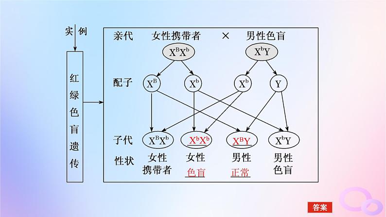 2024版新教材高考生物全程一轮总复习第五单元遗传的基本规律课堂互动探究案3基因在染色体上伴性遗传课件07